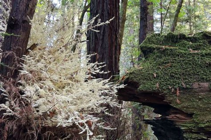 Albino redwood - How To Discuss