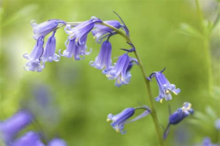 Are bluebells and bluebonnets the same