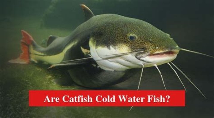 Are Catfish Cold Water Fish