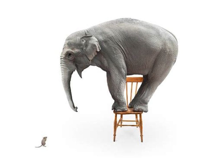 Are Elephants Afraid Of Mice