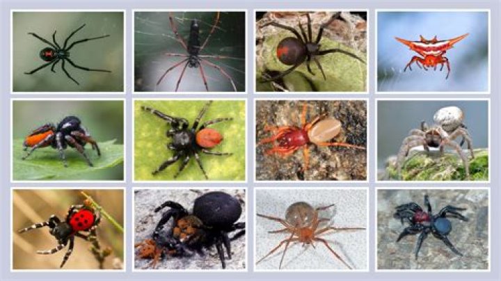 Are Fishing Spiders In Georgia