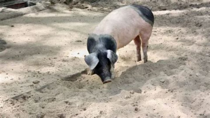 Are Hampshire pigs good for meat