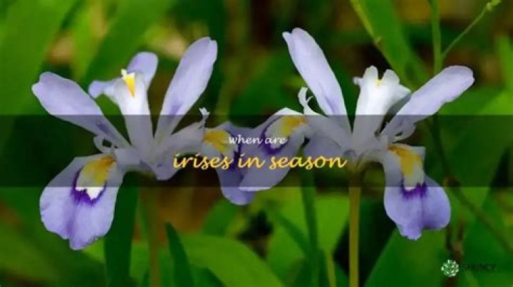 Are irises in season