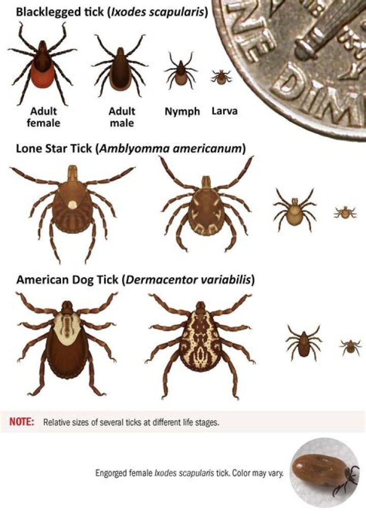 Are seed ticks harmful to dogs