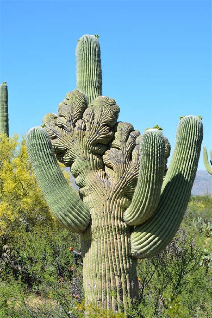 Are there any saguaro cactus in Texas