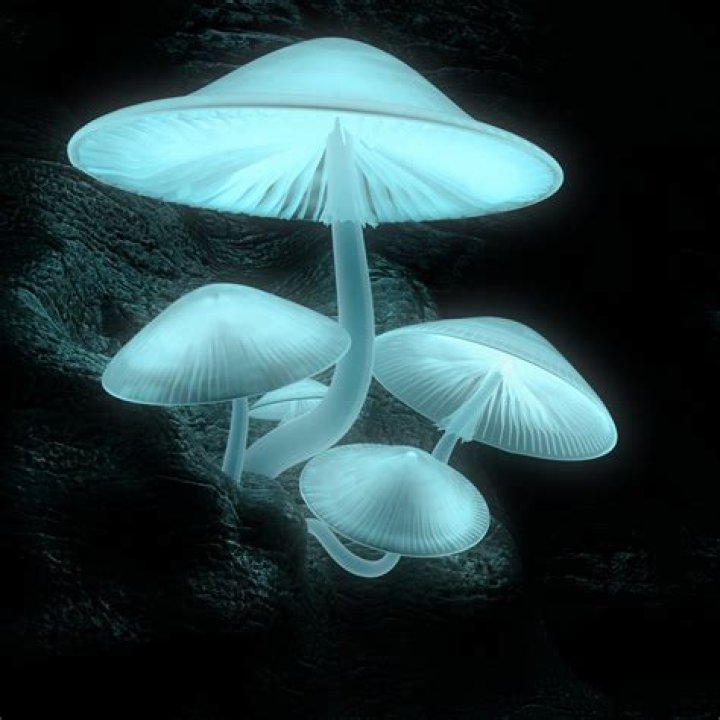 Are there mushrooms that glow
