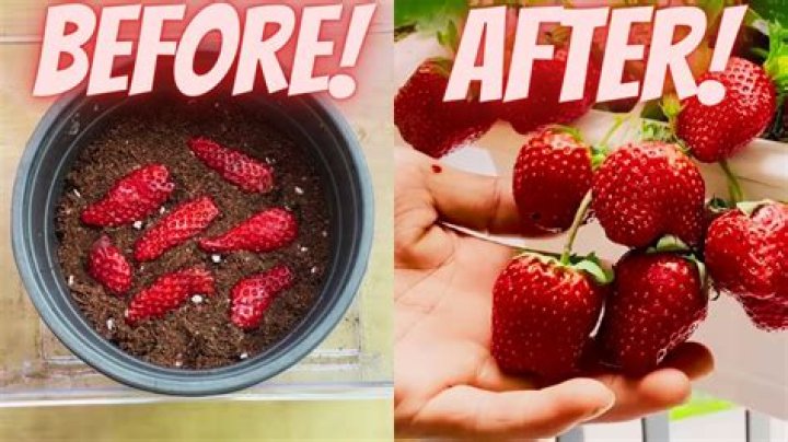 Are there sweet strawberries
