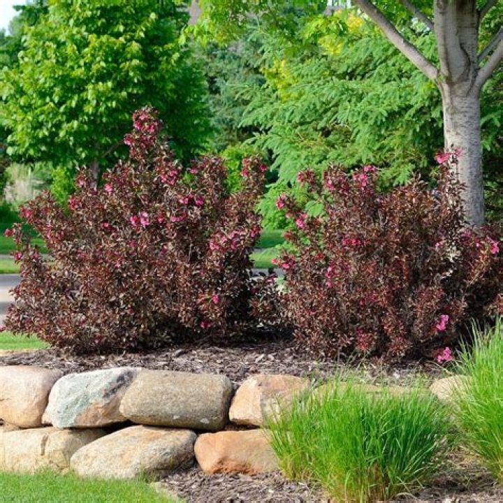 Are Wine and Roses Weigela deciduous