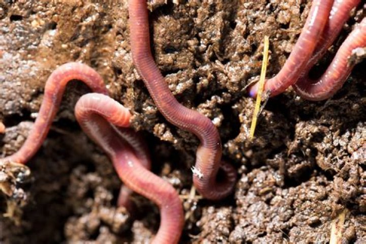 Are Worms good for compost