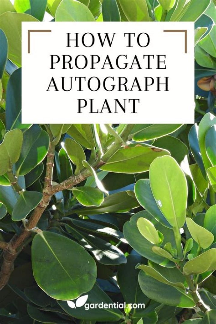 Autograph plant - How To Discuss