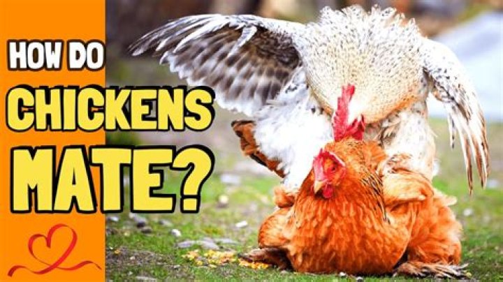 Can a dog and chicken mate