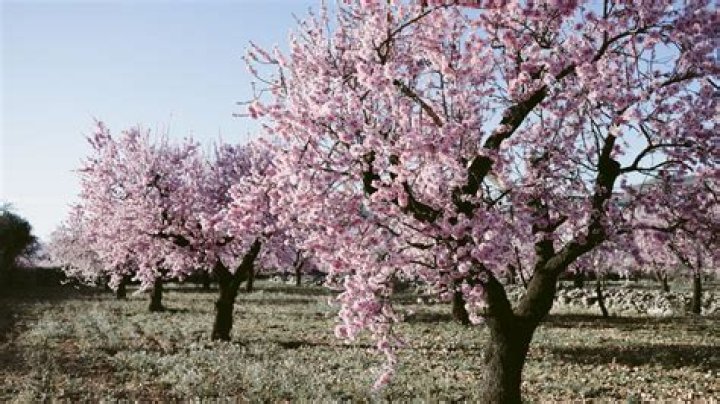 Can almond trees survive winter