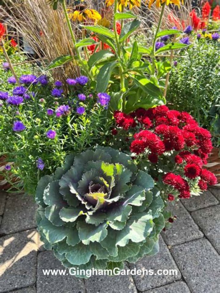 Can annuals survive frost