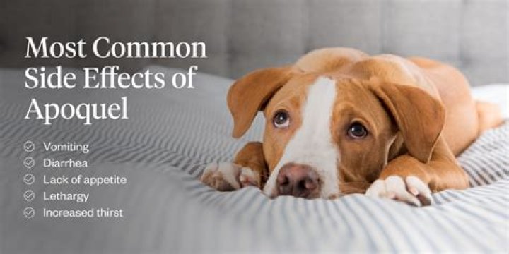 Can Apoquel Cause Liver Damage In Dogs