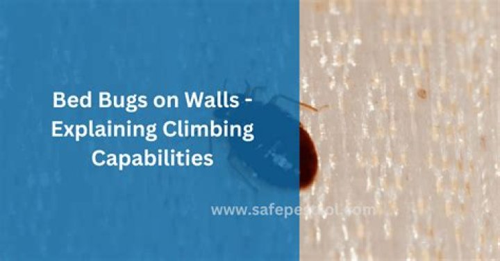 Can Bed Bugs Climb Up Walls