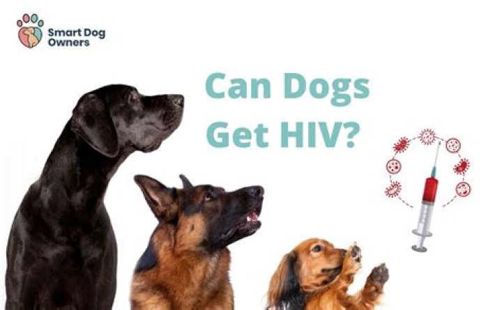 Can Dogs Get Hiv