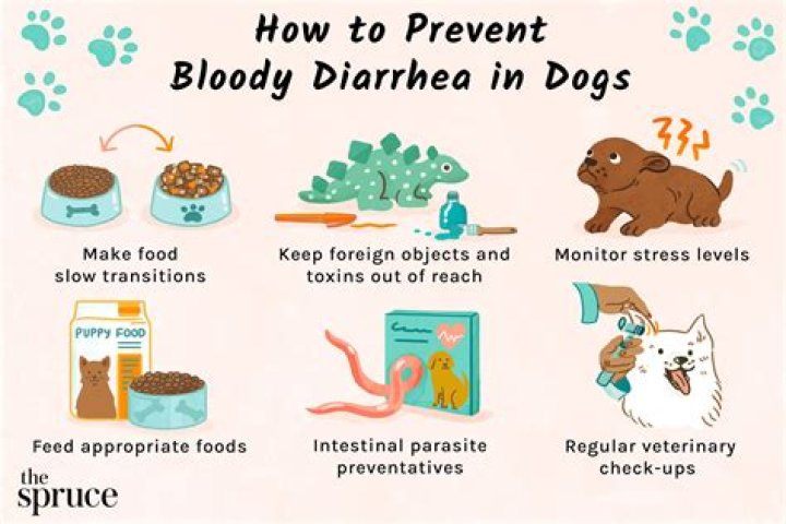Can Eating Too Fast Cause Diarrhea In Dogs