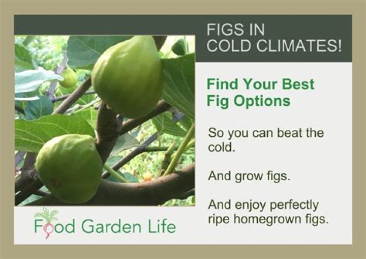 Can figs be frozen