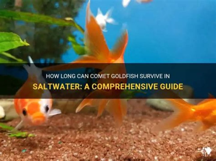 Can Gold Fish Survive In Salt Water