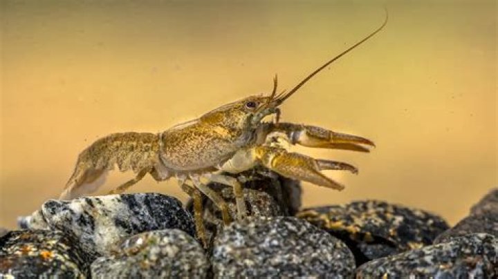 Can I Keep Crayfish With Fish