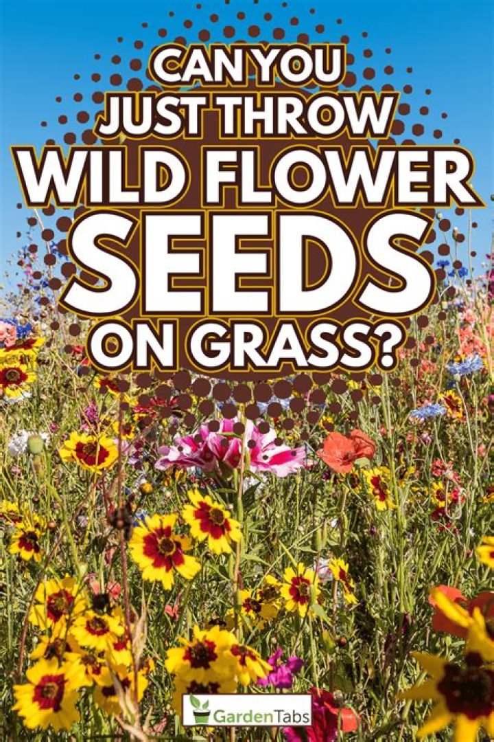 Can I plant wildflower seeds in October