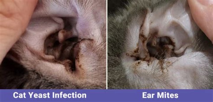 Can polymyxin treat ear infection