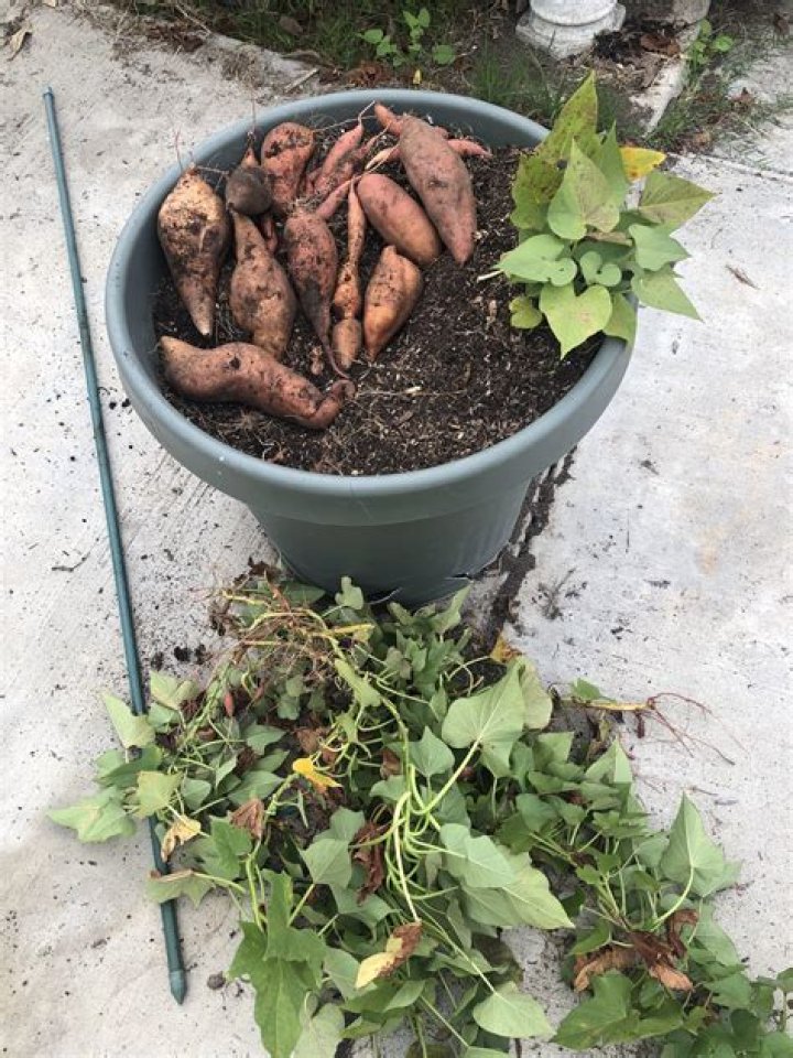 Can u grow sweet potatoes in the UK