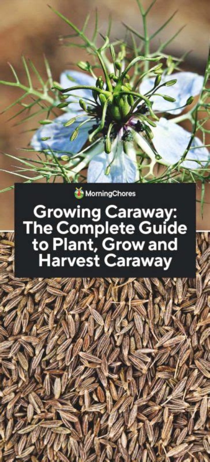 Can you eat raw caraway seeds