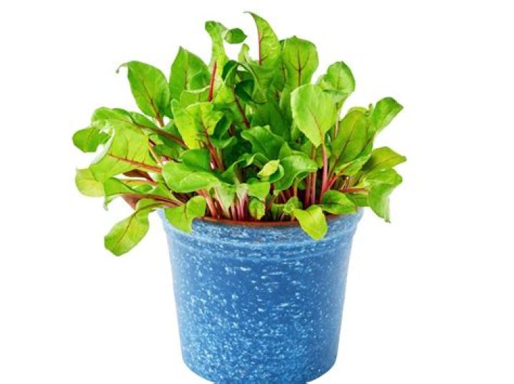Can you grow beets in containers