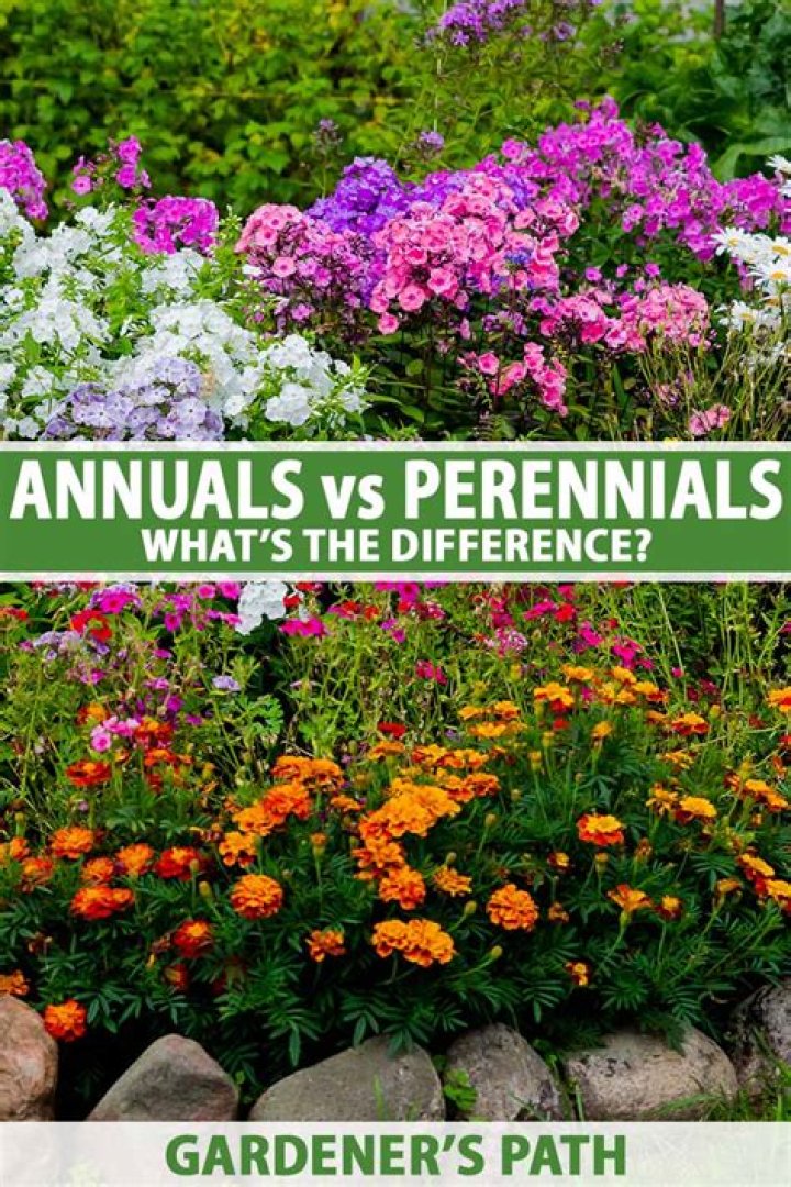 Can you plant annuals and perennials together
