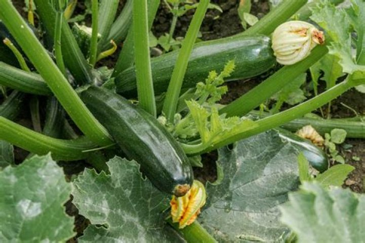 Can you tie up zucchini plants