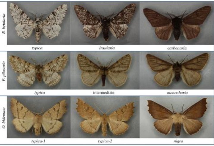 Did the changes you observed in the moth populations result from individual moths changing colors