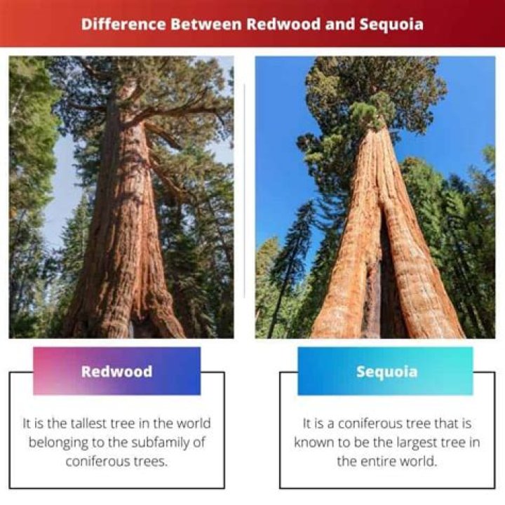 Difference Between Redwood And Sequoia