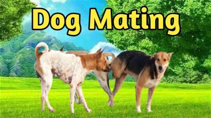Do Dogs Mate For Life