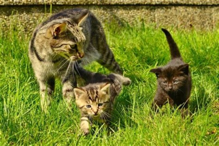 Do hawks kill kittens