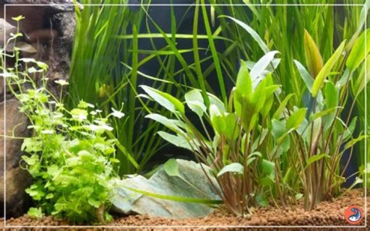 Do live aquarium plants need soil