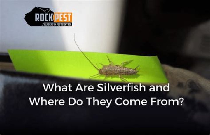 Do silverfish come out with the lights on