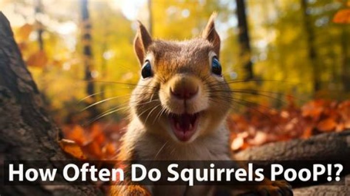 Do squirrels poop a lot