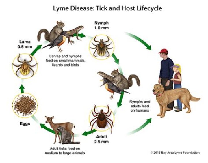 Does Lyme disease decreased life expectancy