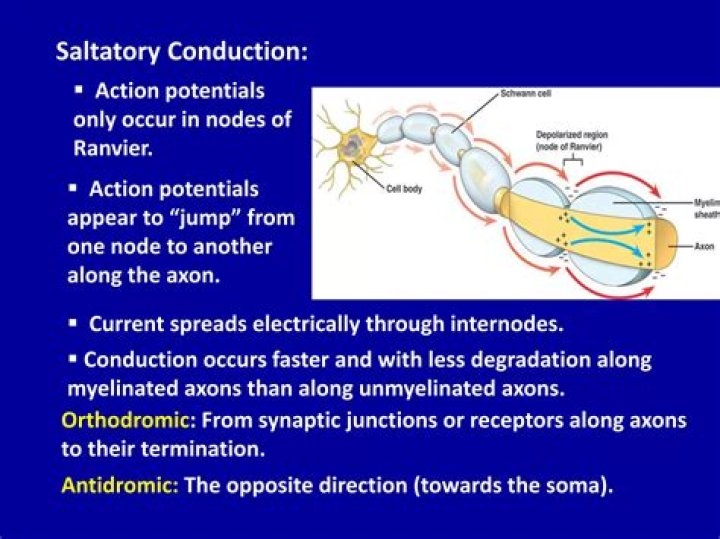 Does Saltatory conduction occur in Unmyelinated axons