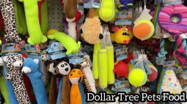 Dollar Tree Cat Toys - How To Discuss