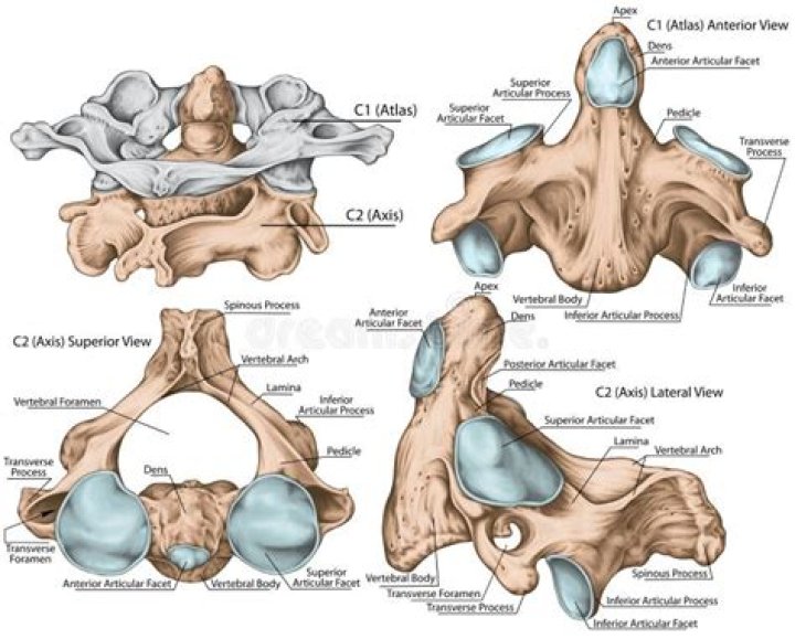 How are the Atlas and Axis vertebrae morphologically different from typical vertebrae