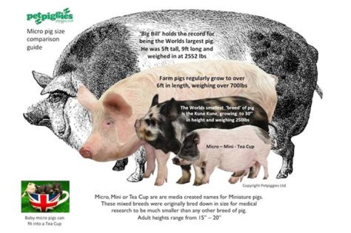 How big do teacup pigs get
