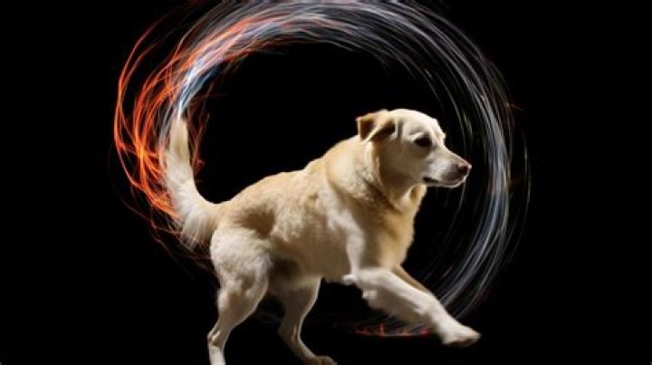 How Can I Stop My Dog Chasing Its Tail