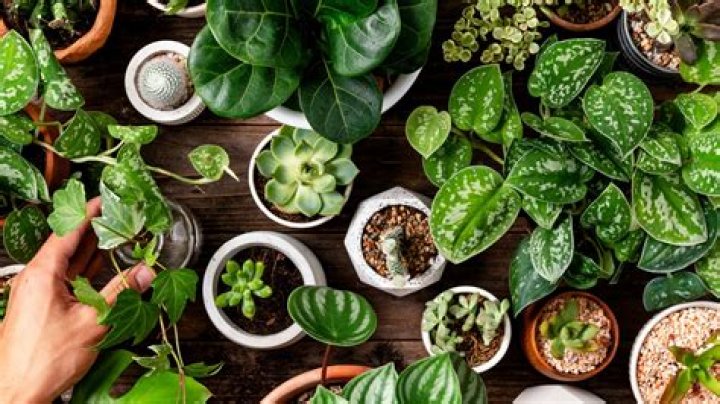 How can you tell if a plant is perennial