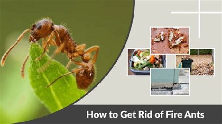 How do I get rid of fire ants without harming my dog