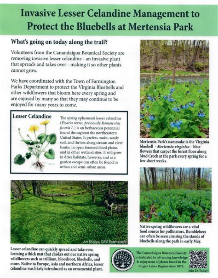 How do I get rid of lesser celandine