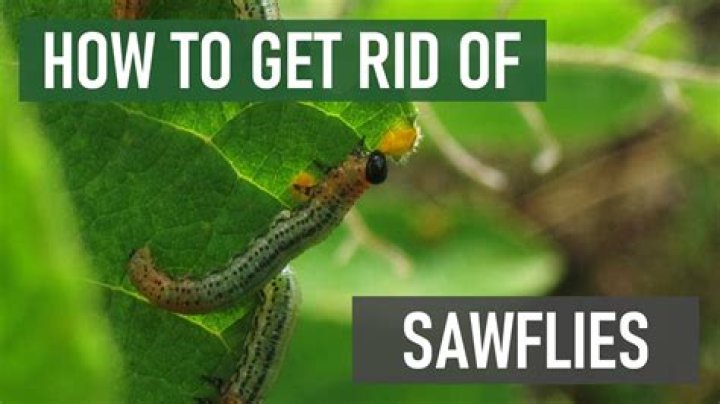 How do I get rid of sawfly slugs
