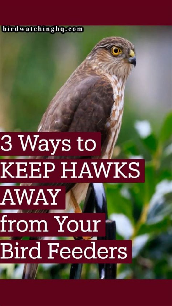 How do I keep hawks away from my fish pond