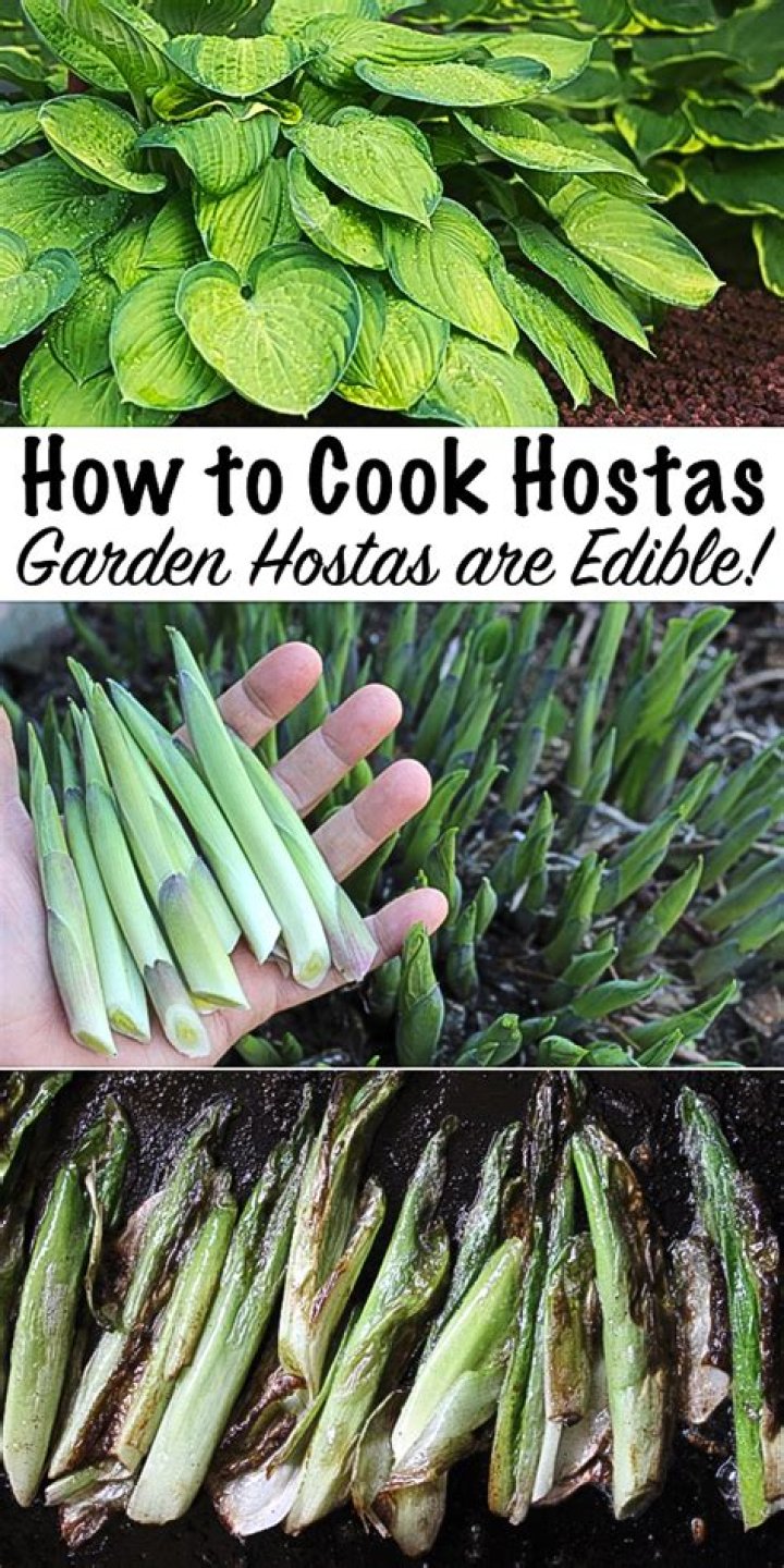 How do I make hostas shade